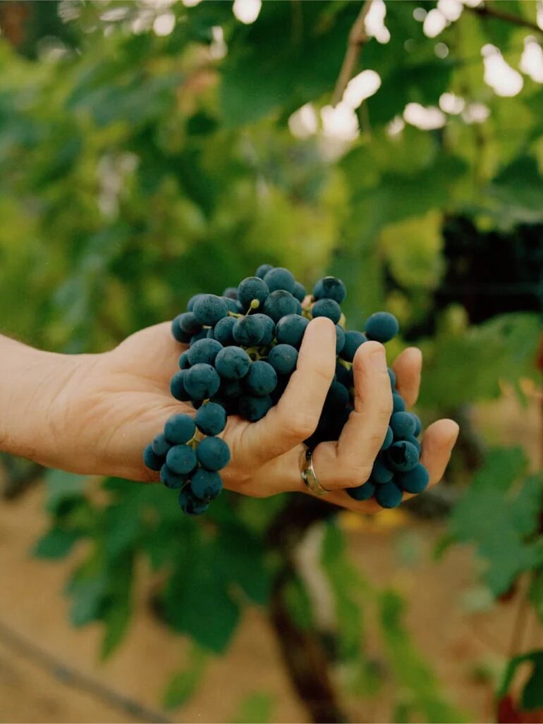A hand holding a cluster of dark grapes against a backdrop of green grapevine leaves.