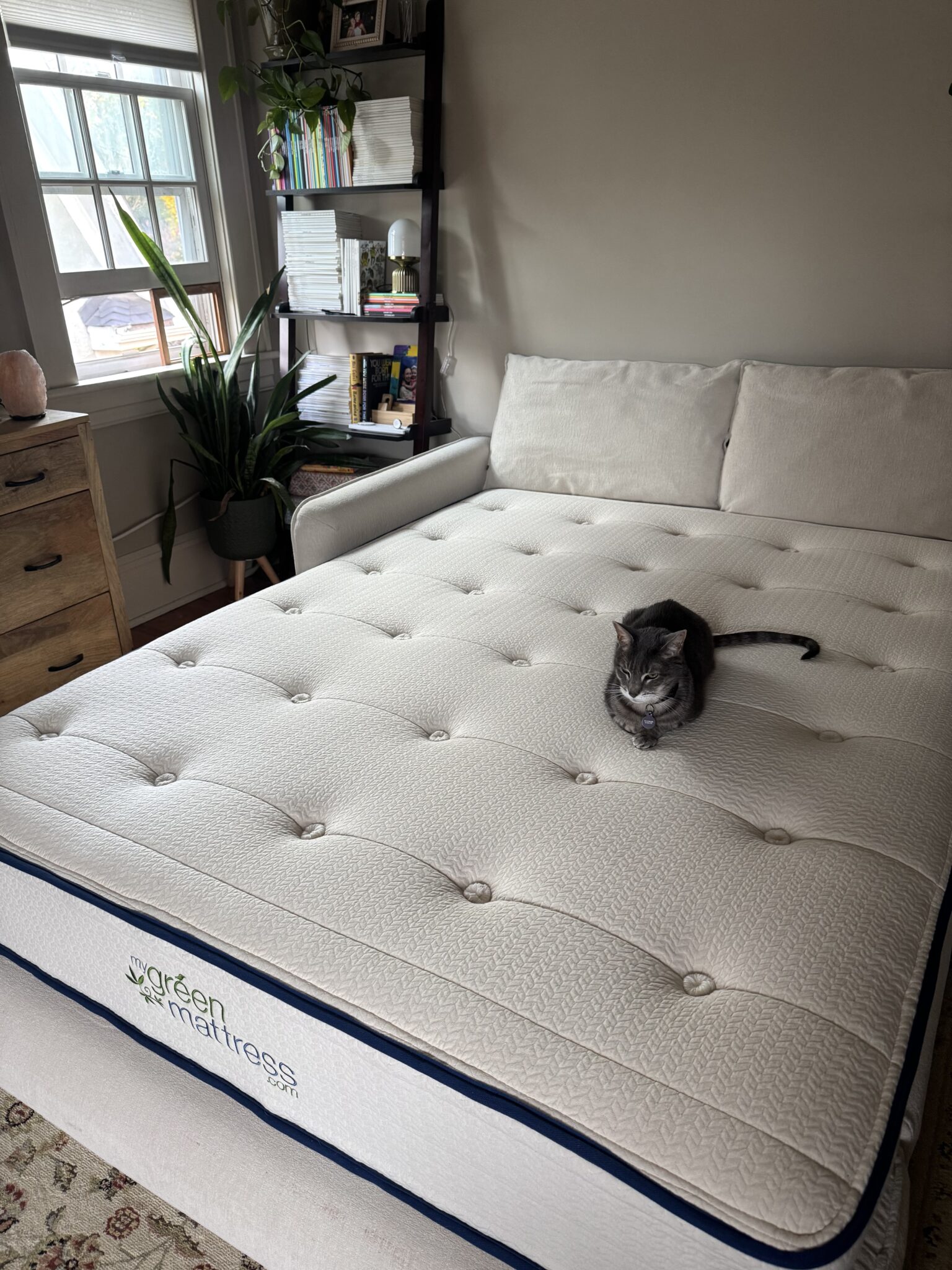A gray cat sits on a large, white mattress in a bright room with a bookshelf, plants, dresser, and a window.