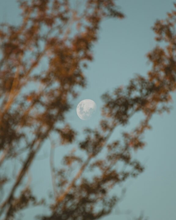 The moon is visible in a clear sky, partially obscured by the blurred branches and leaves of a tree in the foreground.
