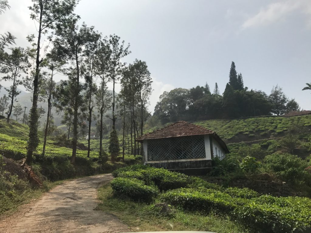 tea estates